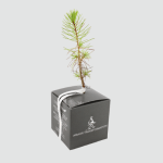 cube arbre