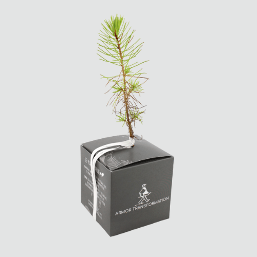 cube arbre
