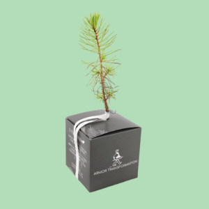 plante biodégradable