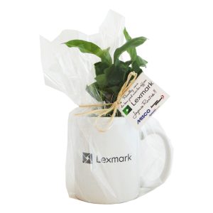 Caféier en mug
